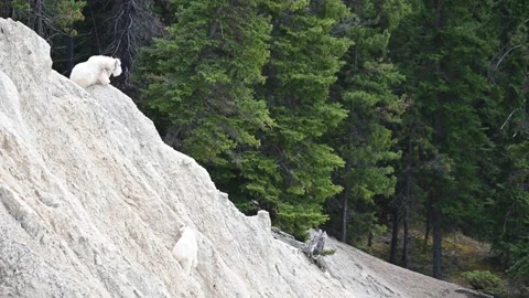 Mountain Goat Видео 151118000