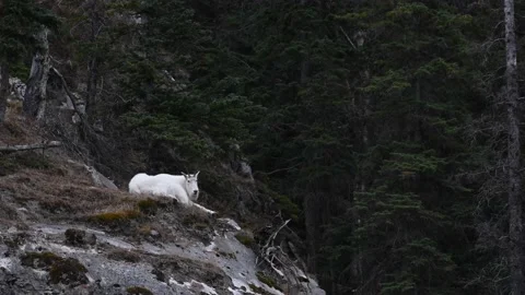Mountain Goat Stock Footage 151118032