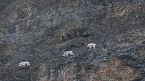 Mountain Goat 動画素材 151118209