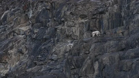 Mountain Goat Видео 151118265