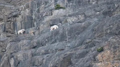 Mountain Goat Video stock 151118277