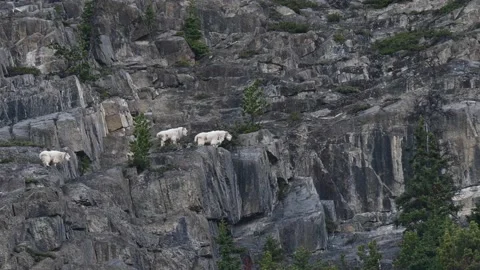 Mountain Goat Видео 151118287