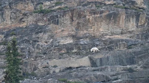Mountain Goat Видео 151118317