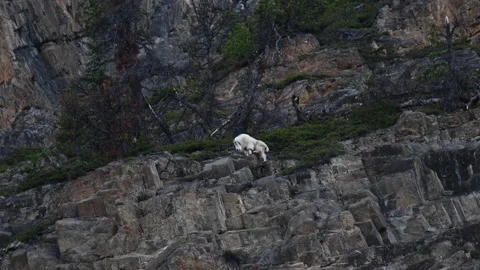 Mountain Goat Stock Footage 151118400