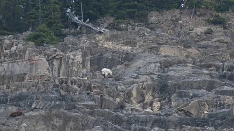 Mountain Goat Stock Footage 151118476