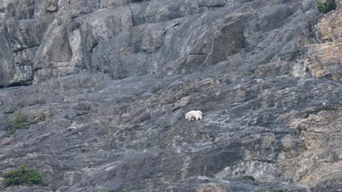 Mountain Goat 動画素材 151118497