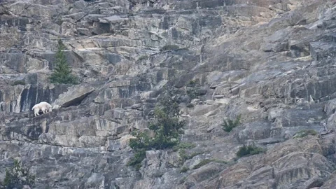 Mountain Goat Видео 151118504