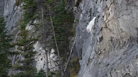 Mountain Goat Видео 151118519