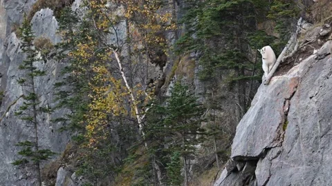 Mountain Goat Stock Footage 151118527