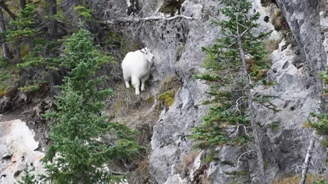 Mountain Goat Stock Footage 151118555