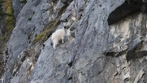 Mountain Goat Stock Footage 151118566