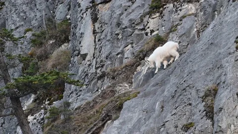 Mountain Goat Видео 151118571
