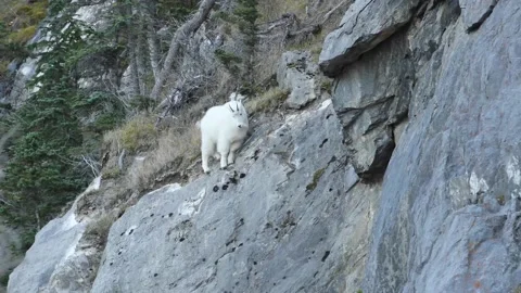 Mountain Goat Видео 151118601
