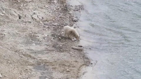 Mountain Goat Stock Footage 151118615