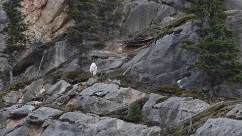 Mountain Goat Stock Footage 151118693