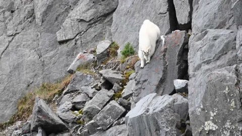 Mountain Goat Stock Footage 151118713