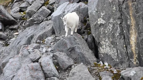 Mountain Goat Stock Footage 151118723