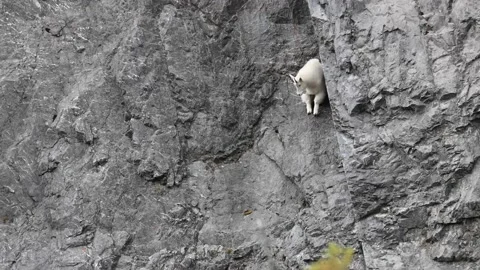 Mountain Goat Видео 151118813