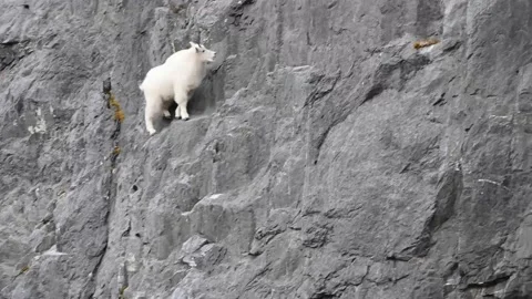 Mountain Goat Stock Footage 151118831