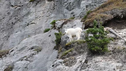 Mountain Goat Stock Footage 151118848