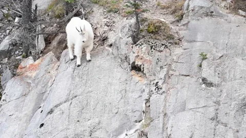 Mountain Goat Stock Footage 151118868