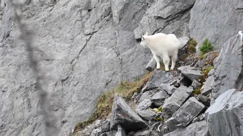 Mountain Goat Видео 151118881