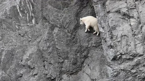 Mountain Goat Video stock 151118888