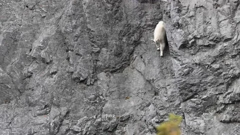 Mountain Goat Видео 151118898