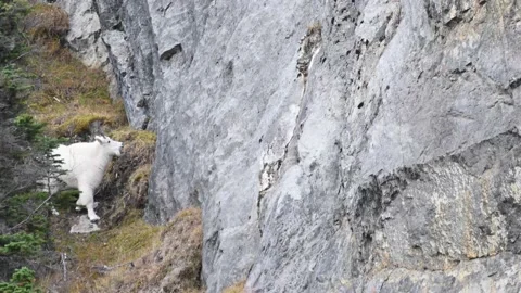 Mountain Goat Video stock 151118905