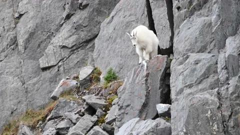 Mountain Goat Stock Footage 151118926