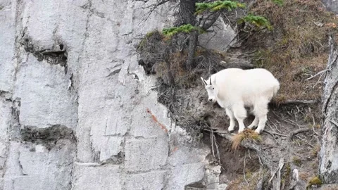 Mountain Goat Stock Footage 151118938