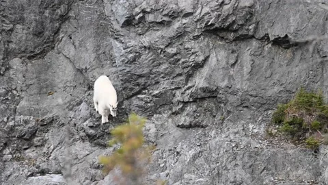 Mountain Goat Stock Footage 151118951