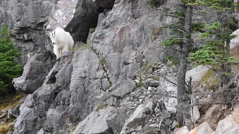 Mountain Goat Stock Footage 151118967