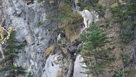 Mountain Goat Stock Footage 151118979