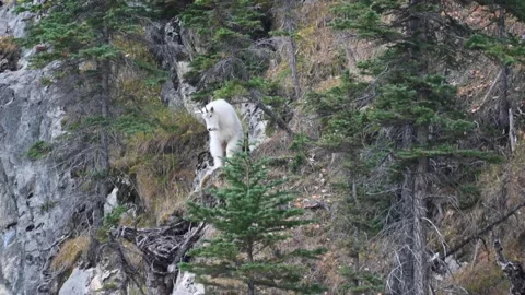 Mountain Goat Stock-Footage 151118991
