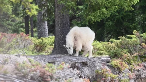 Mountain Goat Stock Footage 151119044
