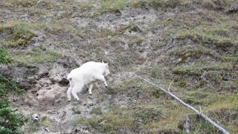 Mountain Goat Stock Footage 151119098
