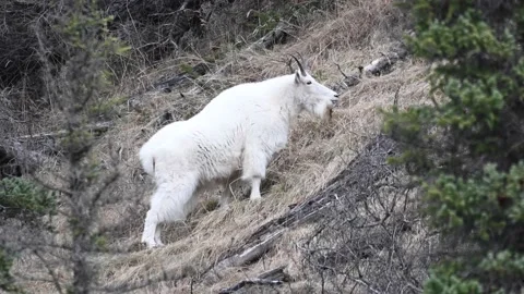 Mountain Goat Stock Footage 151119114