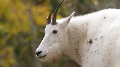 Mountain Goat Stock-Footage 252231511