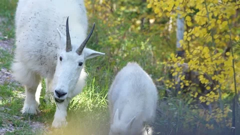 Mountain Goat Stock-Footage 252231531