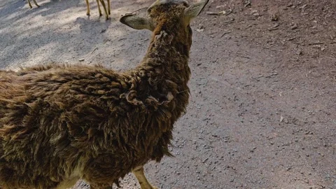 A mountain goat  Stock Footage 274206780