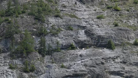 Mountain Goat Stock Footage 314801226