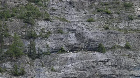 Mountain Goat Stock Footage 314801257