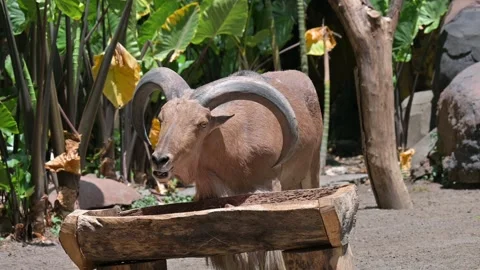 A mountain goat Stock-Footage 318604710