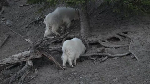 Mountain Goat 動画素材 337841831