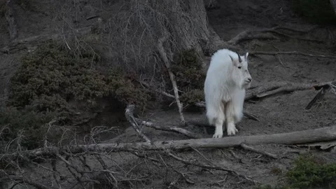 Mountain Goat Видео 337841834