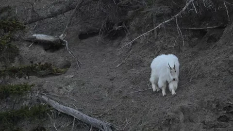 Mountain Goat Vídeos de archivo 337841836