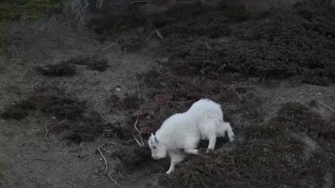Mountain Goat Stockbeeldmateriaal 337841839