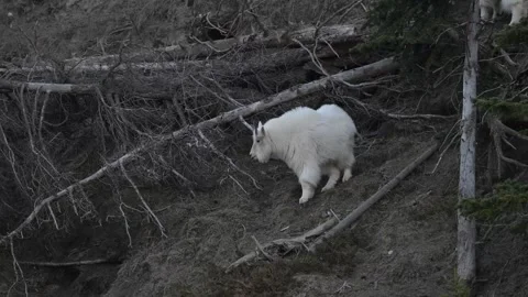 Mountain Goat Stock Footage 337841853