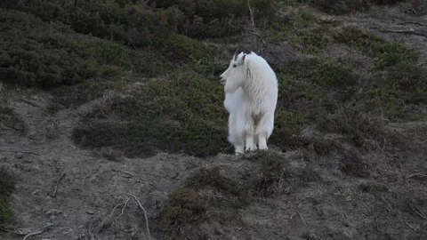 Mountain Goat Video stock 337841880